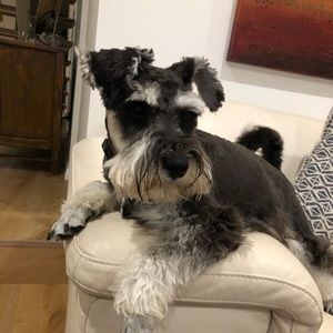 Meet your Posher, Ronnie